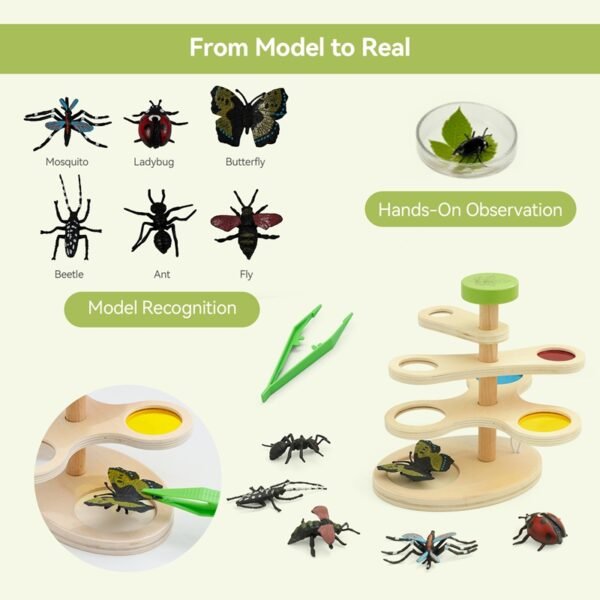 Wooden Adjustable Observation-Insect Magnifier - Image 5